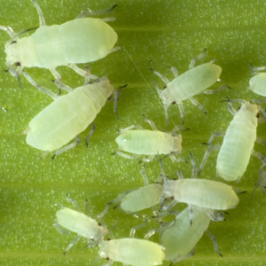 Aphids_300x300