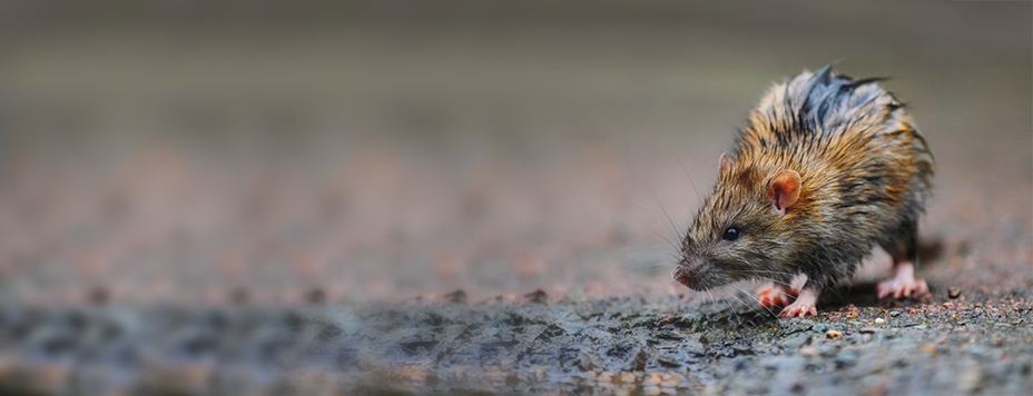 What are the signs of rat and mouse activity?