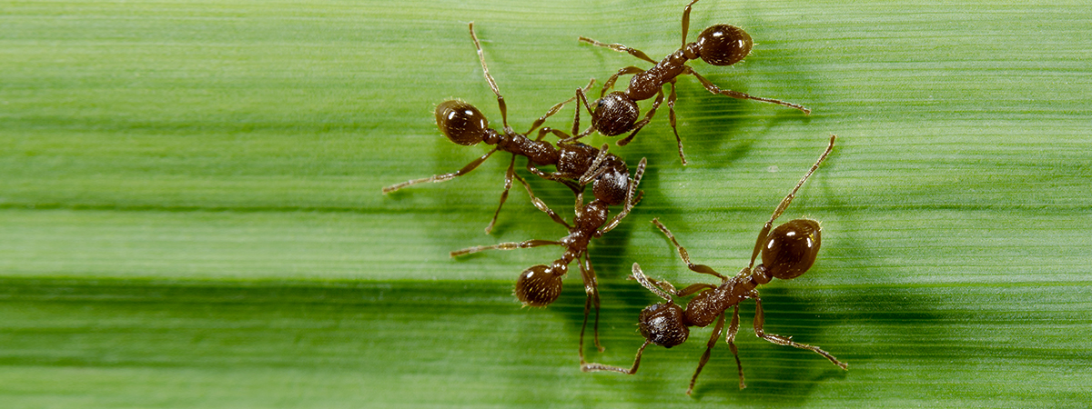 ant control