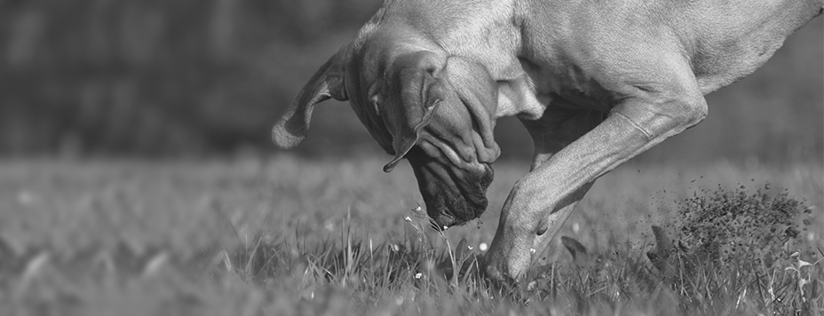 Dogs