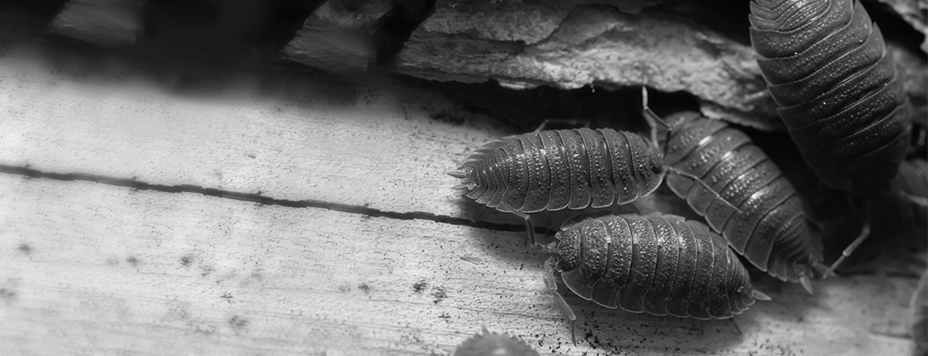 Woodlice