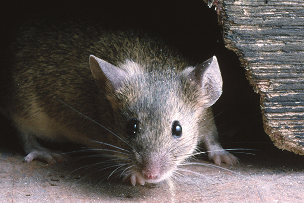 What Do Mice Eat? Do Mice Like Cheese? Our Top Tips On Baiting Mice