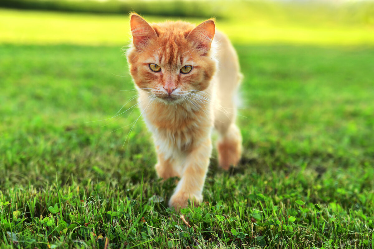 How to keep cats out of the garden