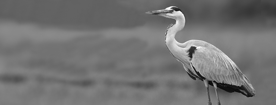Herons